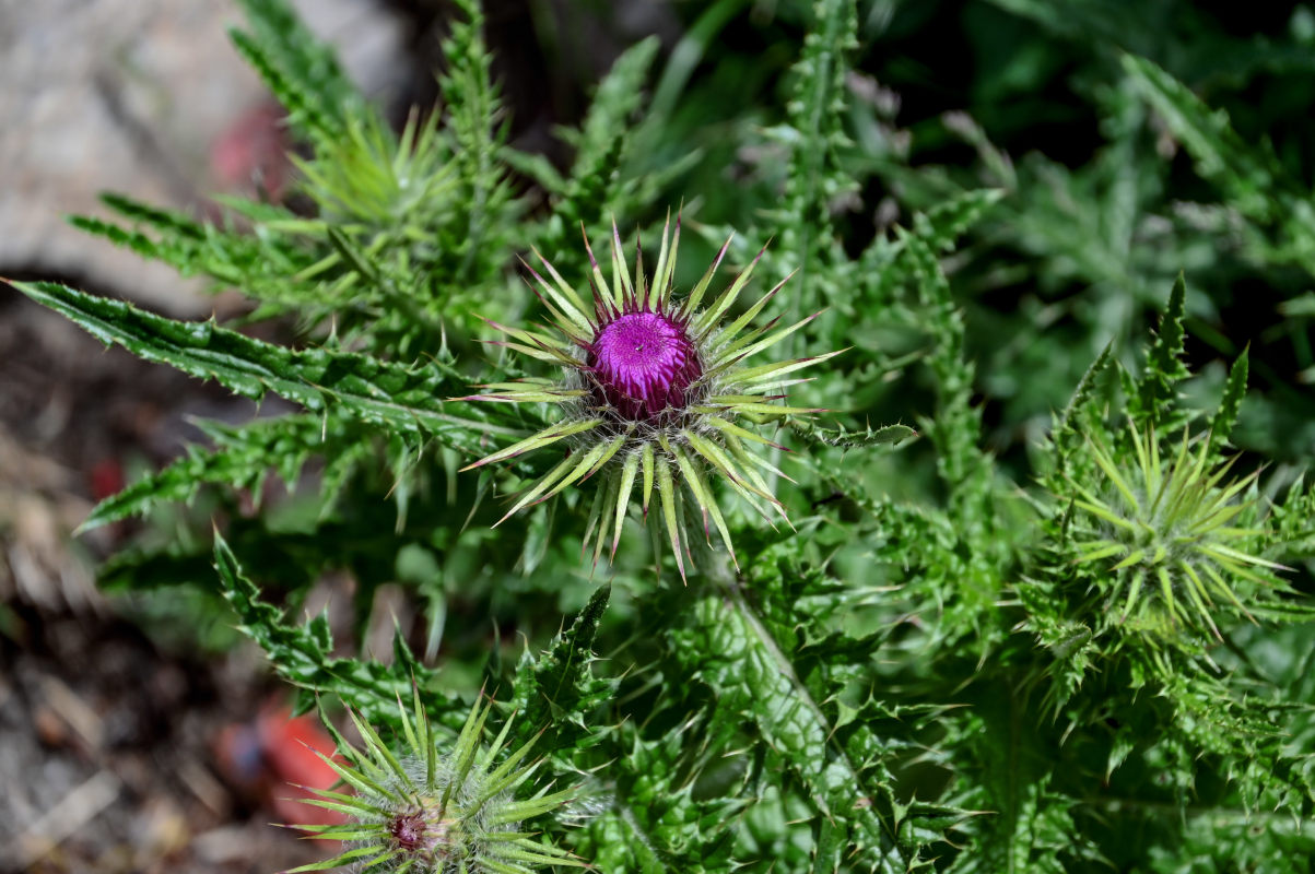Изображение особи род Cirsium.