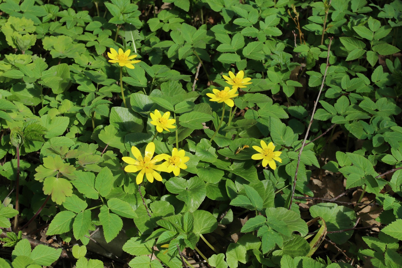 Image of Ficaria verna specimen.