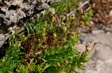 Limbarda crithmoides. Верхушки побегов с отцветающими соцветиями и раскрывающимися соплодиями. Португалия, округ Лиссабон, г. Кашкайш, у подножия скалы. 05.08.2025.