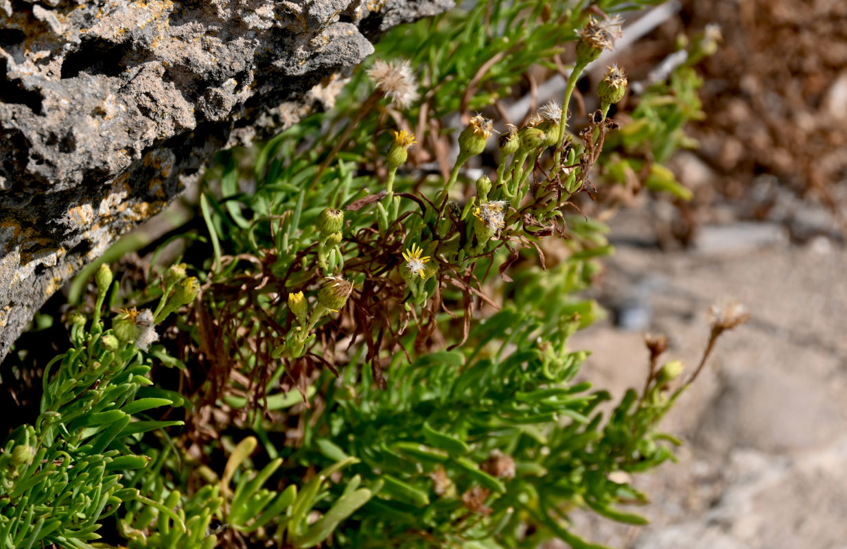 Image of Limbarda crithmoides specimen.