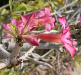Adenium obesum. Верхушка побега с бутонами и цветками. ОАЭ, Дубай, парк \"Эль Мамзар\". 28.02.2026.