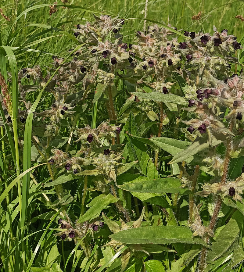 Image of Nonea pulla specimen.