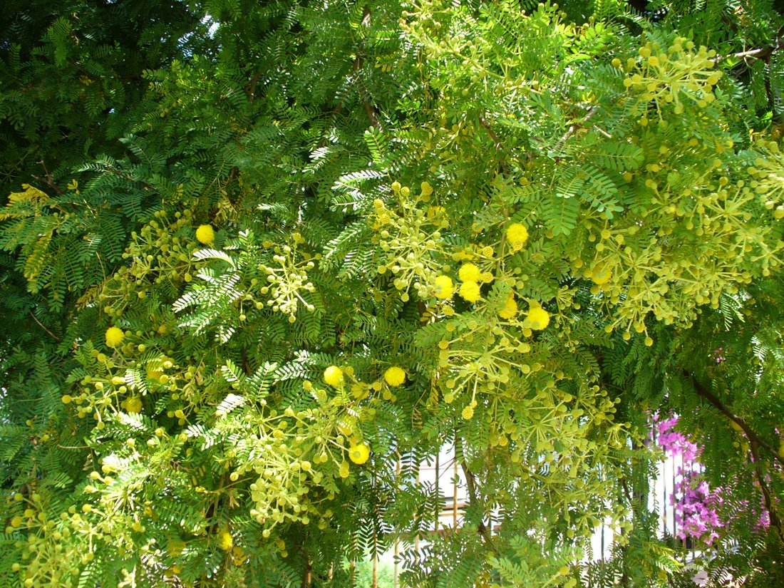 Image of genus Vachellia specimen.