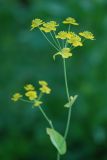 Bupleurum longifolium подвид aureum. Соцветие. Нижегородская обл., в культуре. 16.06.2026.