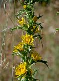 Scolymus hispanicus. Часть побега с соцветиями. Португалия, округ Бежа, дол. р. Мира, опушка эвкалиптовой рощи. 06.06.2026.
