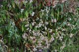 Ageratina adenophora