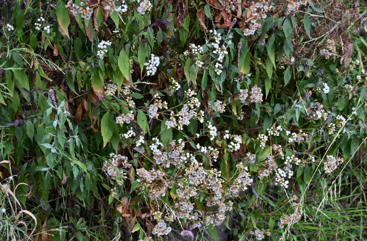 Изображение особи Ageratina adenophora.