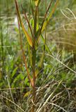 род Tragopogon