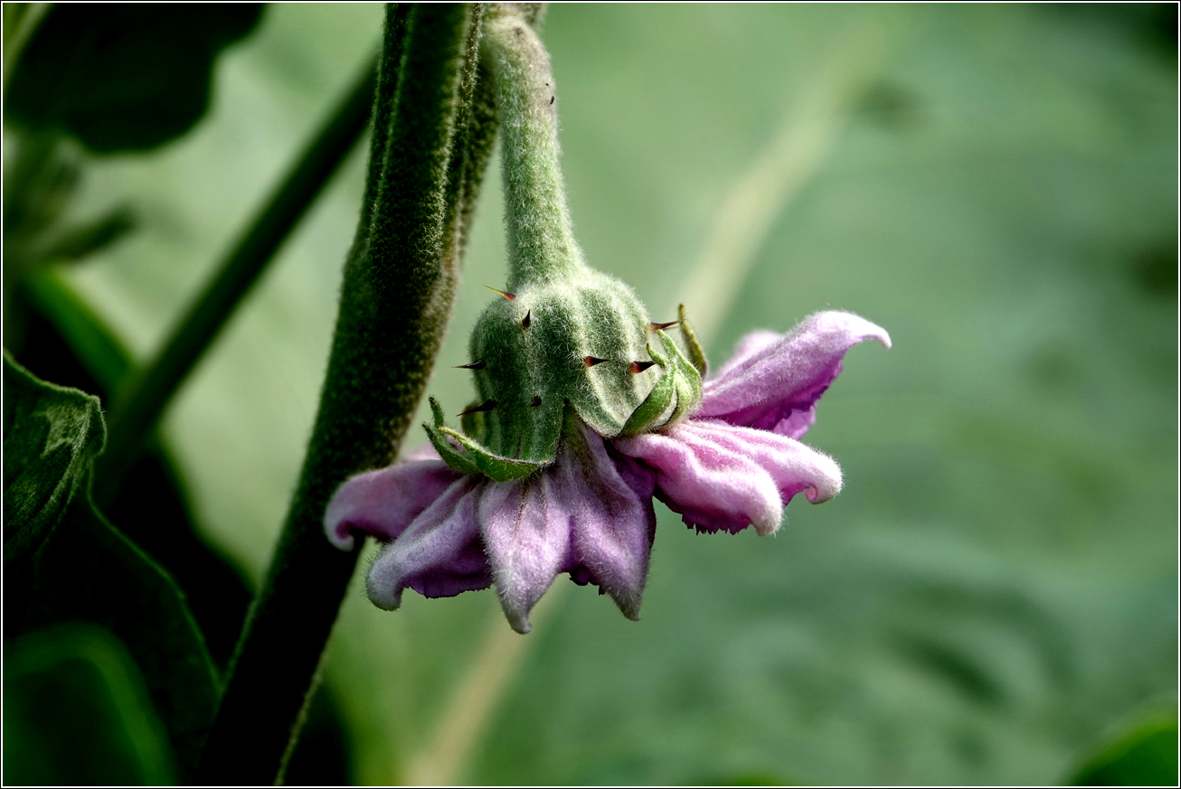 Image of Solanum melongena specimen.