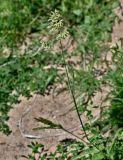 Dactylis glomerata