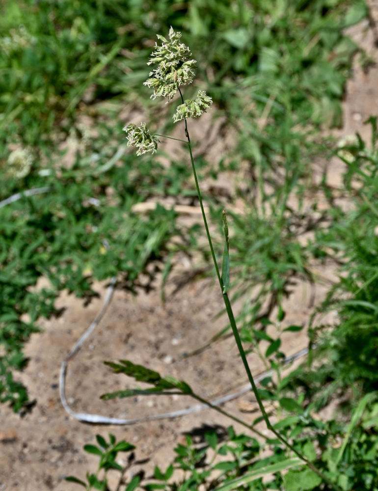 Image of Dactylis glomerata specimen.