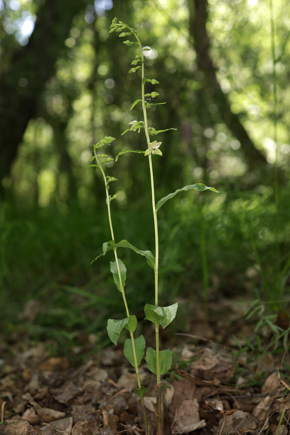 Image of Epipactis persica specimen.
