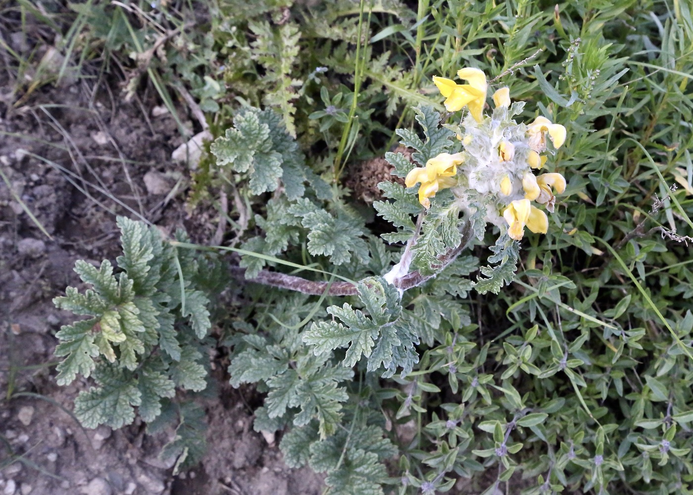 Изображение особи Phlomoides speciosa.