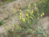 Linaria genistifolia. Общее соцветие. Ульяновская обл., Мелекесский р-н, окр. с. Лебяжье, сосновый бор на дюнах, вырубка под ЛЭП. 09.07.2024.