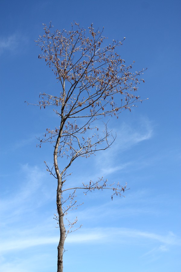 Image of Alnus glutinosa specimen.