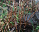 Equisetum arvense