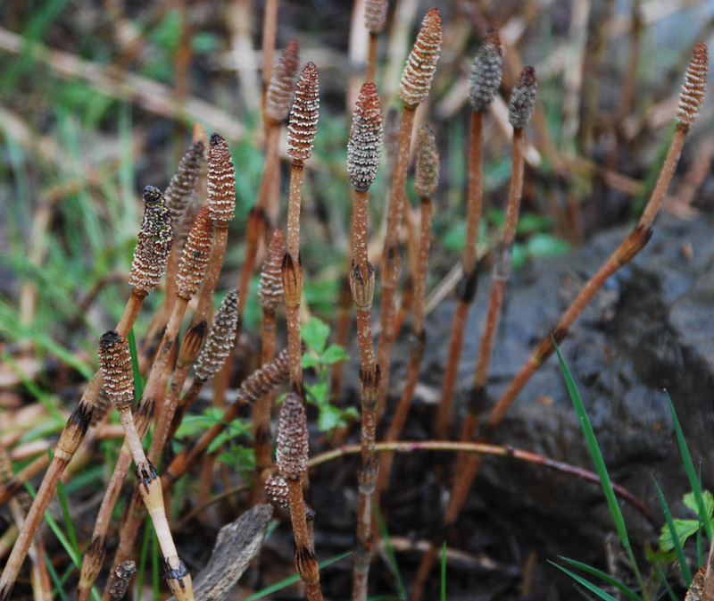Image of Equisetum arvense specimen.