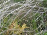 Stipa zalesskii