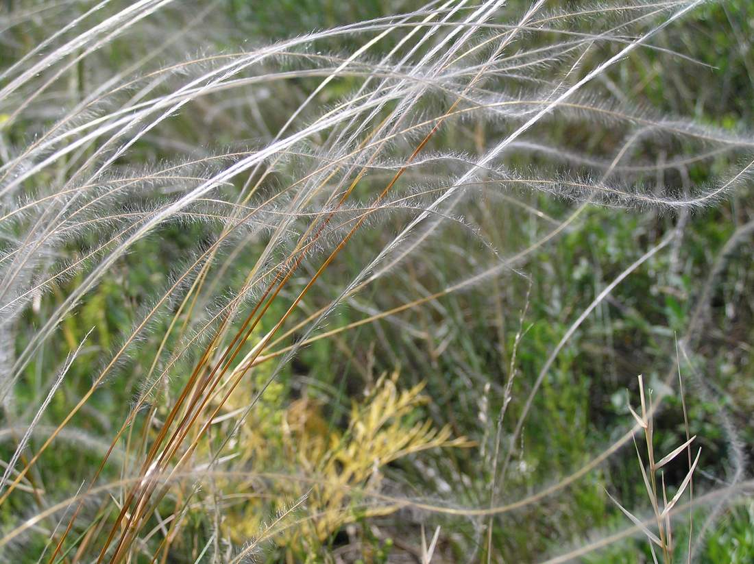 Изображение особи Stipa zalesskii.