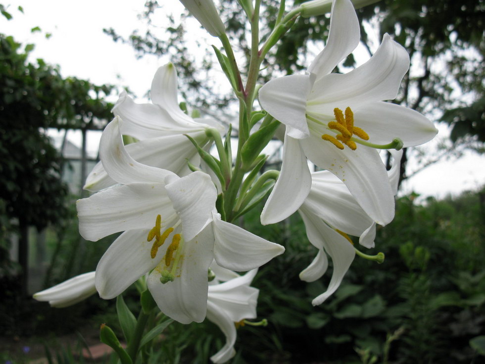 Изображение особи Lilium candidum.