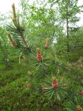 Pinus friesiana. Ветвь с микростробилами и молодой шишкой. Мурманская обл., окрестности пгт Росляково, сосновый колок на берегу губы Грязная. 11.06.2011.