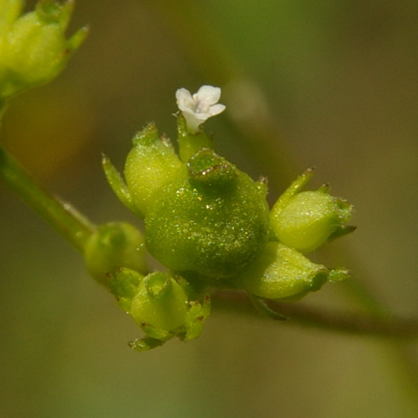 Image of Valerianella rimosa specimen.