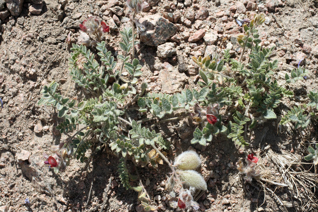 Изображение особи Oxytropis submutica.