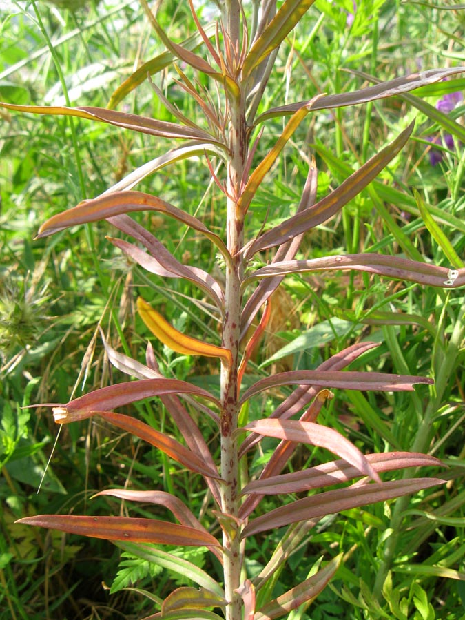 Image of Linaria ruthenica specimen.