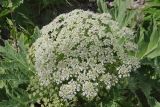 Heracleum leskovii. Соцветие. Республика Карачаево-Черкесия, Домбай, долина р. Домбай-Ульген, урочище \"Русская поляна\", 1700 м н.у.м. 03.07.2011.