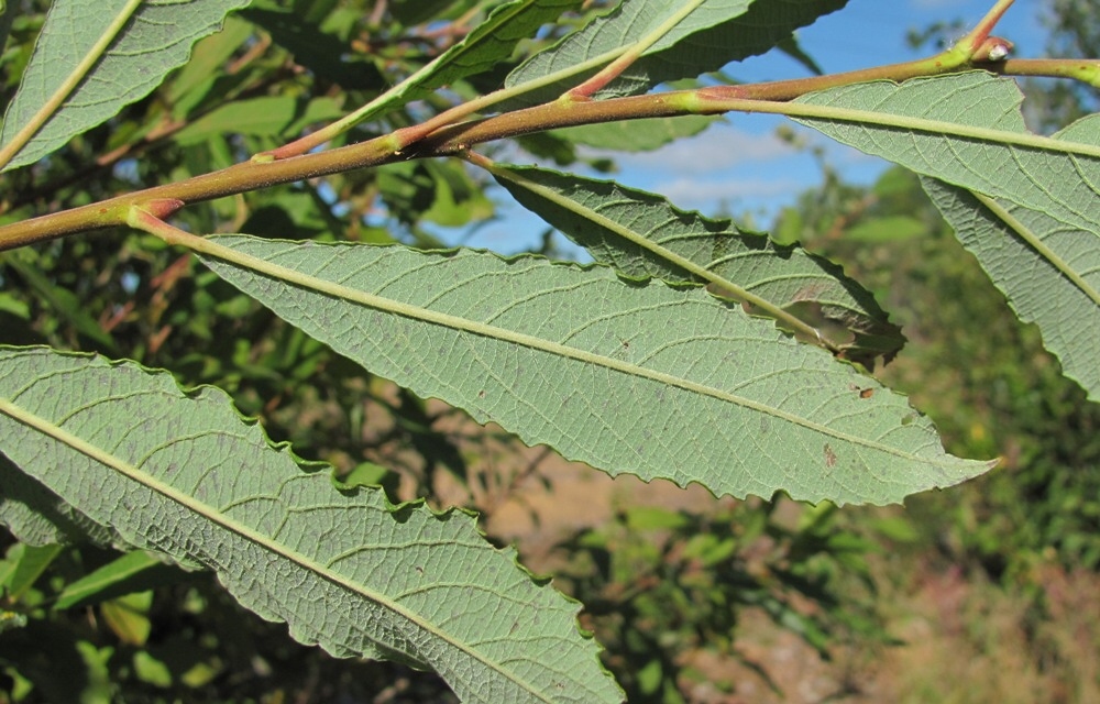 Image of Salix &times; laurina specimen.