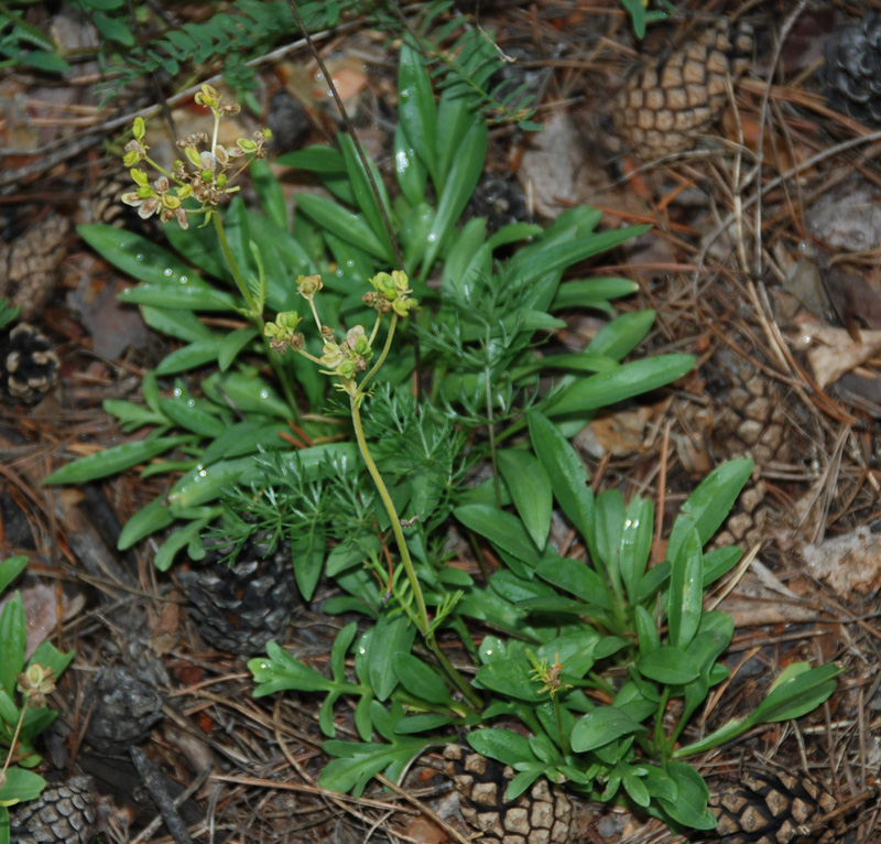 Изображение особи Patrinia sibirica.