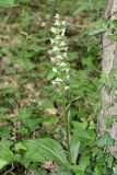 Platanthera chlorantha