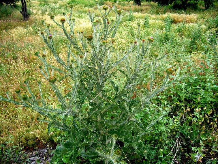 Image of Onopordum acanthium specimen.