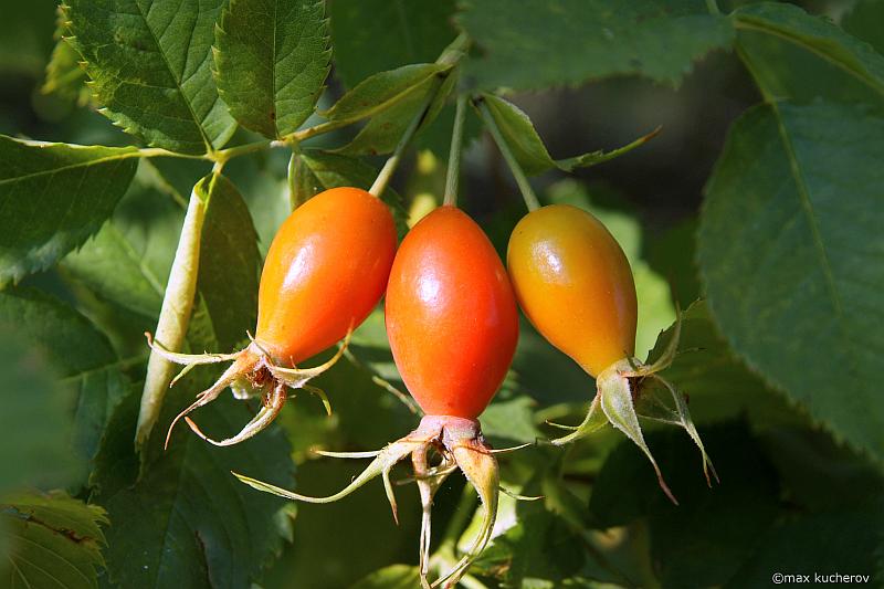 Изображение особи Rosa maeotica.