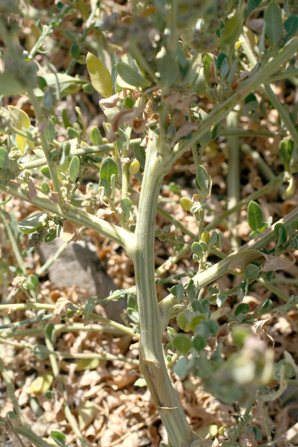 Image of Chenopodium strictum specimen.
