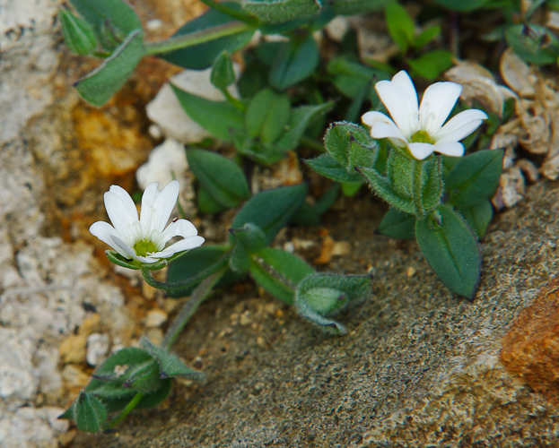Изображение особи семейство Caryophyllaceae.