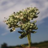 Teucrium capitatum