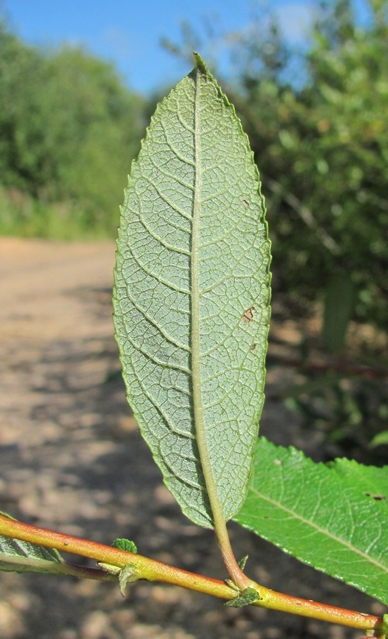 Изображение особи Salix × tetrapla.
