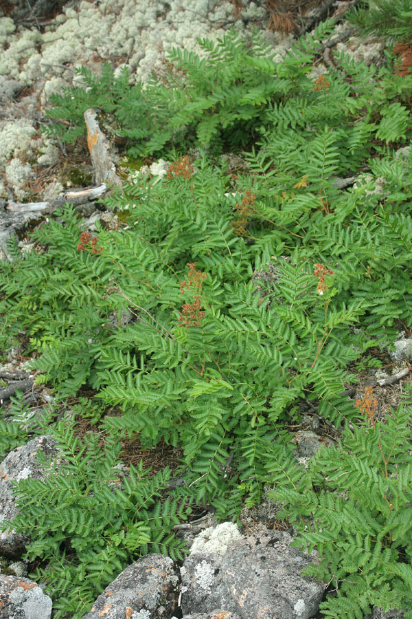 Image of Sorbaria grandiflora specimen.