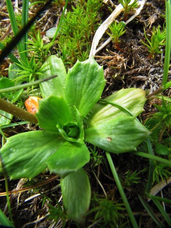 Изображение особи Micranthes foliolosa.