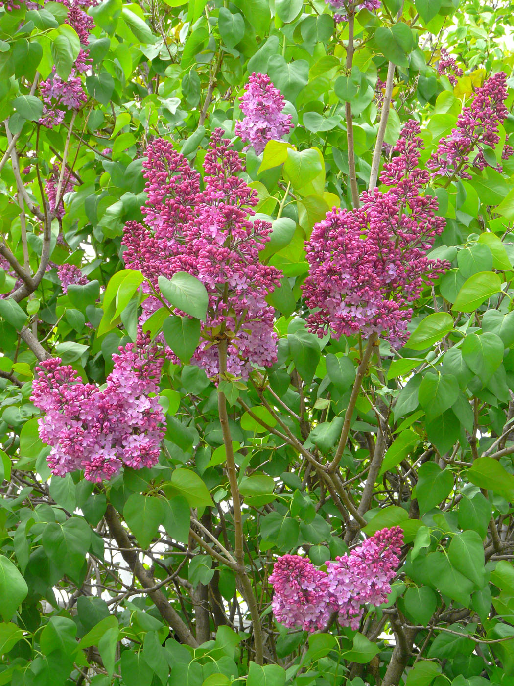 Image of Syringa vulgaris specimen.