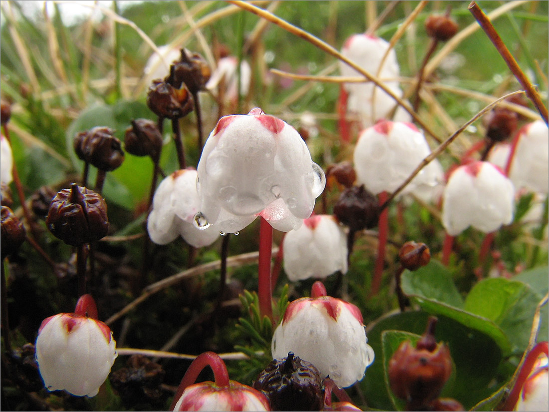 Изображение особи Harrimanella hypnoides.