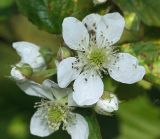 Rubus nessensis. Цветки и бутоны. Московская обл., Раменский р-н, окр. д, Хрипань, просека под ЛЭП. 21.06.2008.