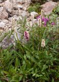 Bistorta officinalis