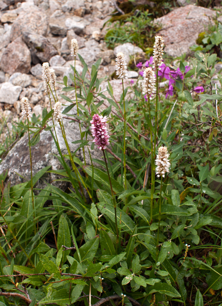 Изображение особи Bistorta officinalis.