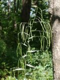 Arabis pendula. Верхушка плодоносящего растения. Приморье, Владивосток, Ботанический сад. 23.08.2009.