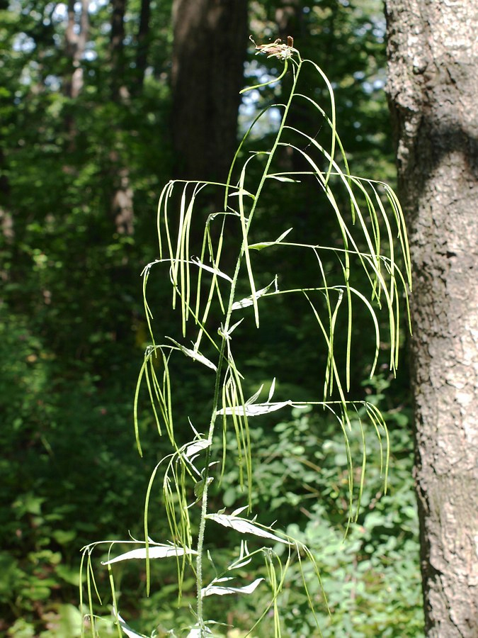 Image of Arabis pendula specimen.