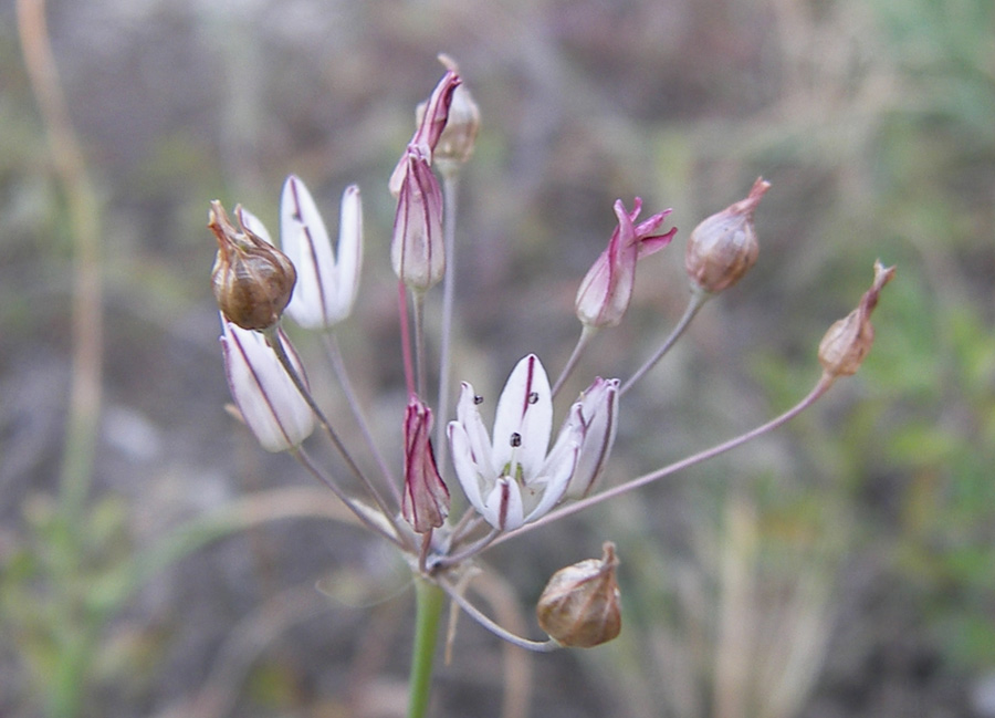 Image of Allium moschatum specimen.