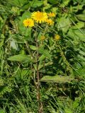 Inula japonica. Цветущее растение. Приморье, окр. Артёма, Владивостокский аэропорт \"Кневичи\". 24.08.2009.