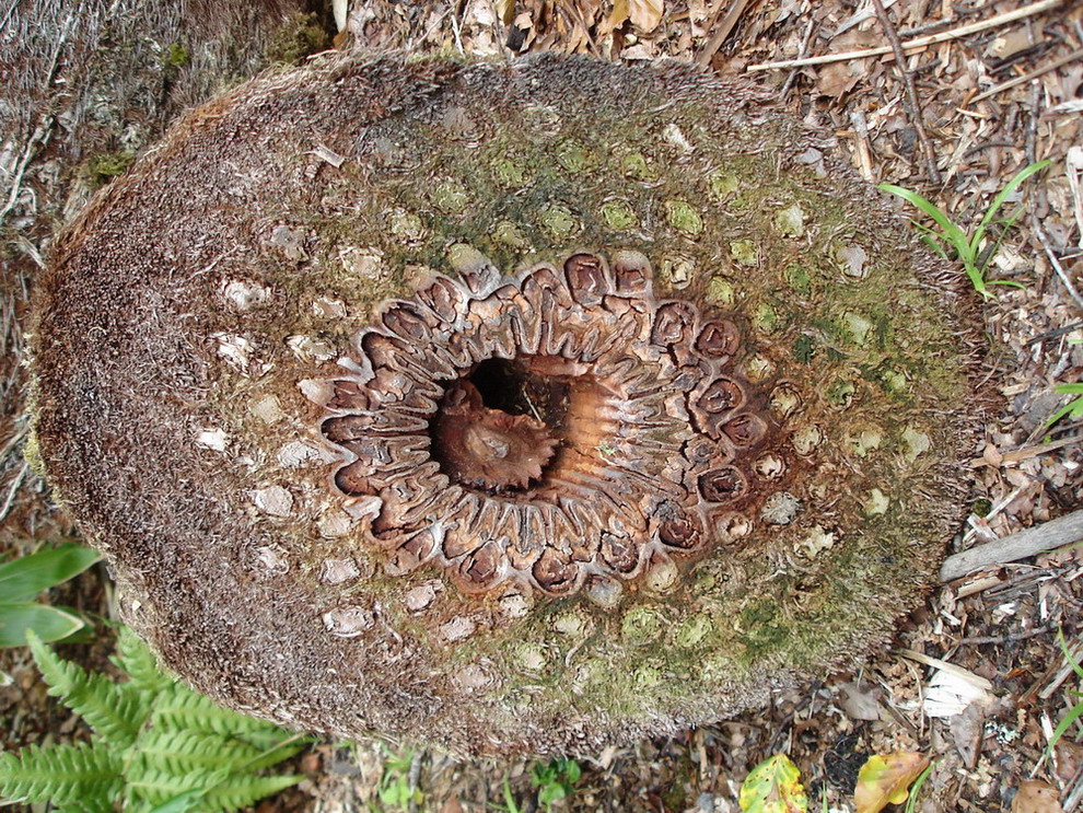 Image of Dicksonia antarctica specimen.